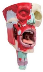 鼻、口、咽喉腔分解模型